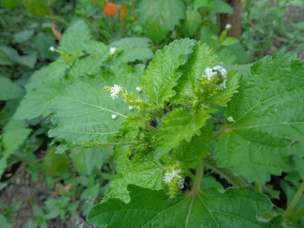 Mauvaises Herbes Vert Dans Fond Nature — Photo