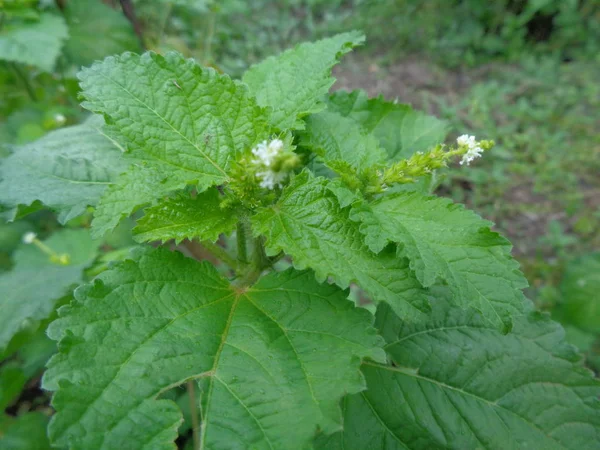 Weeds Green Nature Background — 스톡 사진