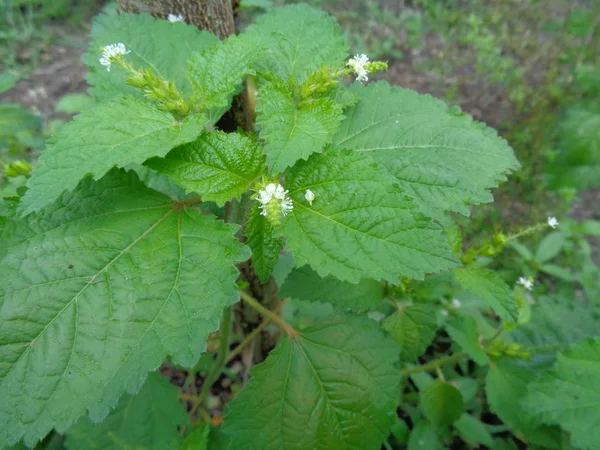 Mauvaises Herbes Vert Dans Fond Nature — Photo