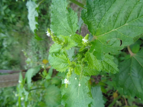 Mauvaises Herbes Dans Fond Vert Nature — Photo