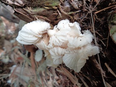Kurumuş bambu yapraklı ve dallı doğal beyaz mantar.