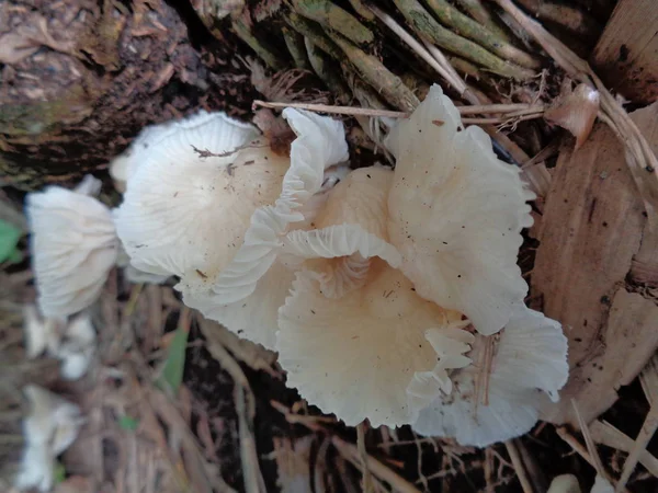 天然白色蘑菇 有干竹叶和自然分枝 — 图库照片