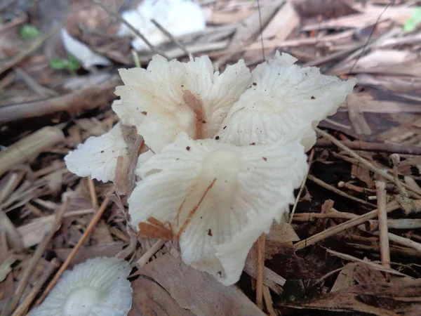 Natural White Mushroom Dried Bamboo Leaves Branch Nature — 스톡 사진