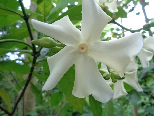 庭に隔離された美しい白い花 — ストック写真