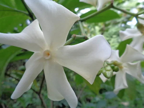 Geïsoleerde Mooie Witte Bloem Tuin — Stockfoto