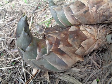 Yerin altından yeni bambu filizleri çıkar.