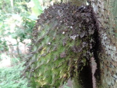 Soursop, Dik Kremalı Elma. (Annona Muricata L. / sirsak) Bahçedeki ağaçta