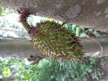 Soursop, Dik Kremalı Elma. (Annona Muricata L. / sirsak) Bahçedeki ağaçta