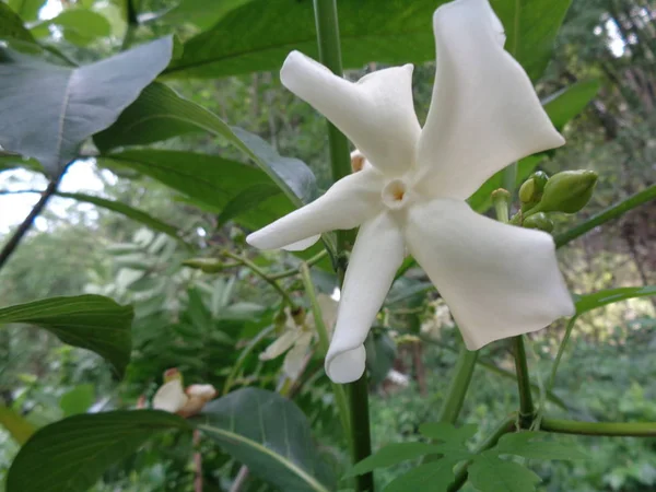 Izolacja Piękny Biały Kwiat Ogrodzie — Zdjęcie stockowe