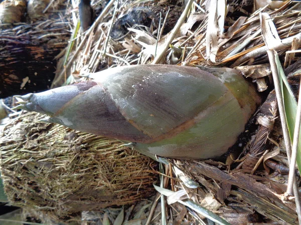 New Bamboo Shoot Grow Ground — 스톡 사진