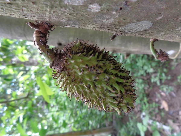 Soursop Pickly Custard Apple Annona Muricata Sirsak Stromě Zahradě — Stock fotografie