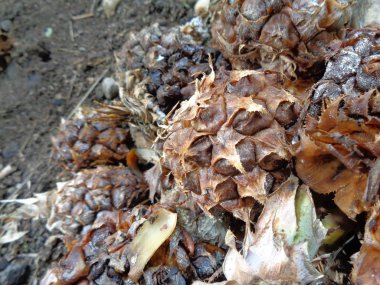 Çürük ananas grubunu kapatın.