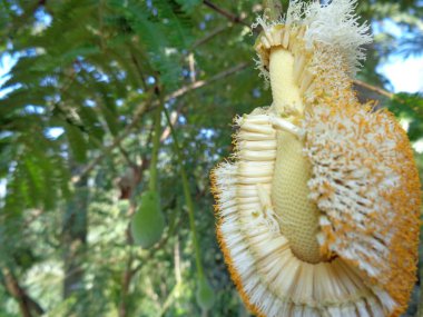 Parkia speciosa fasülyesi veya acı fasulye. Yeşil yaprakların arasında petai çiçeklerinin yakın çekimi belirir..