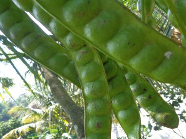 Sato tohumları, Parkia Specosa tohumları ya da ağaçtaki acı fasulye. Pete ya da Petai olarak da bilinir..