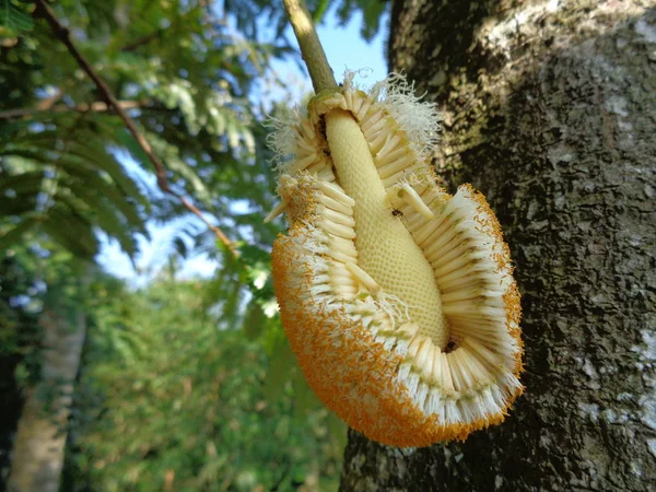 Parkia Speciosa Haricot Haricot Amer Gros Plan Des Fleurs Pétai — Photo