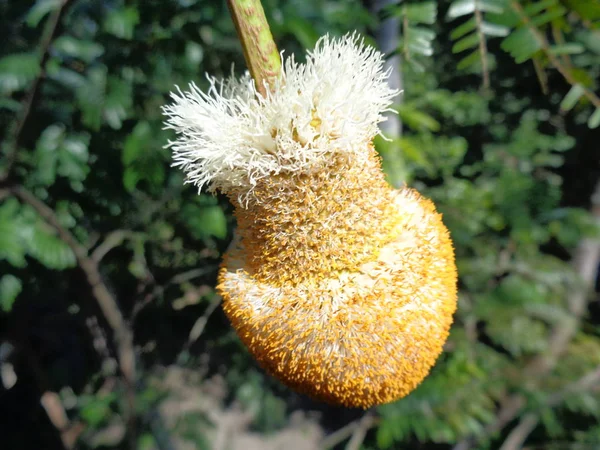 Parkia Speciosa Fazole Nebo Hořké Fazole Detailní Záběr Petai Květy — Stock fotografie