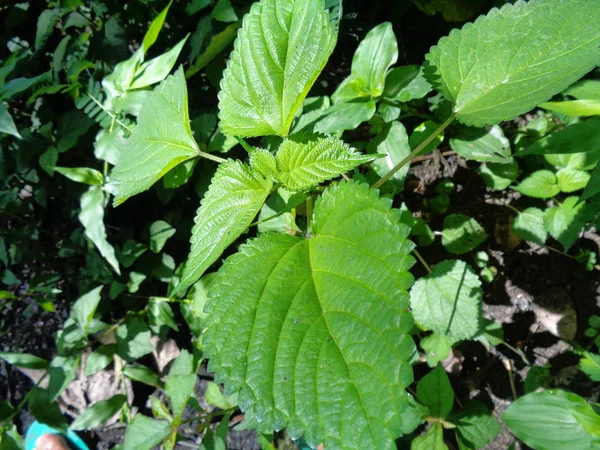 Laportea Aestuans Plant Plants Which Can Cause Itching Touch — 스톡 사진