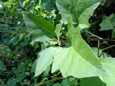 Datura metel L. (Datura metel var. Fastuosa (L) Saff. Çiçekler. Dikenli elma