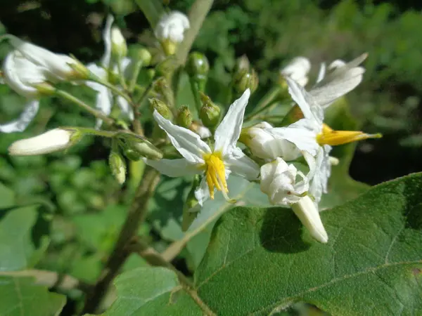 Solanum Torvum Atau Biasa Disebut Terong Pokak Dan Bunga Terong — Stok Foto