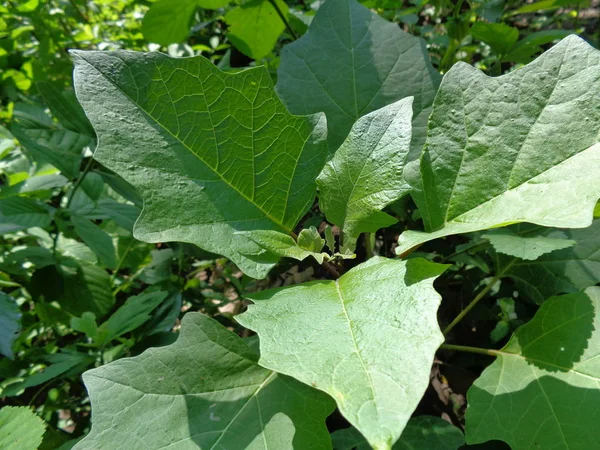 Datura Metel Datura Metel Var Fastuosa Saff Fiori Mela Spina — Foto Stock