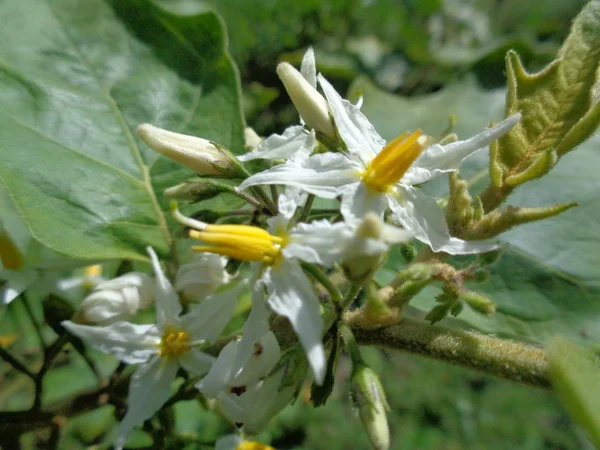 Solanum Torvum Nebo Obyčejně Nazývané Šťavnatý Lilek Květiny Nejmenší Lilek — Stock fotografie