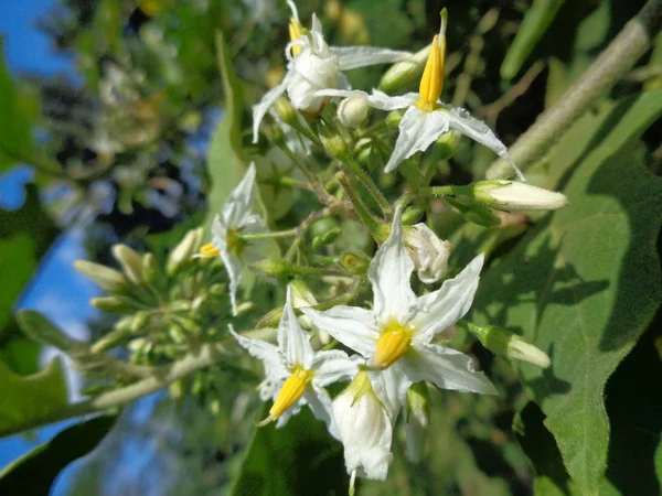 Solanum Torvum Comúnmente Llamado Berenjena Pokak Flores Berenjena Más Pequeña —  Fotos de Stock