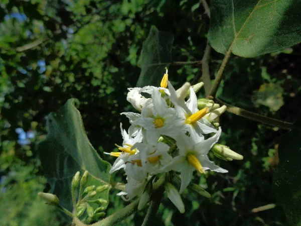 Solanum Torvum Обычно Называемый Покак Баклажаны Цветы Самые Маленькие Баклажаны — стоковое фото