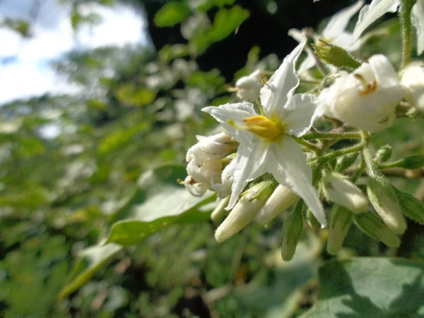 Solanum Torvum Communément Appelé Aubergine Fleurs Pokak Petite Aubergine — Photo