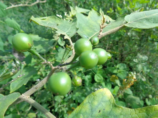 Solanum Torvum Oder Allgemein Als Pokak Auberginen Und Blüten Bezeichnet — Stockfoto