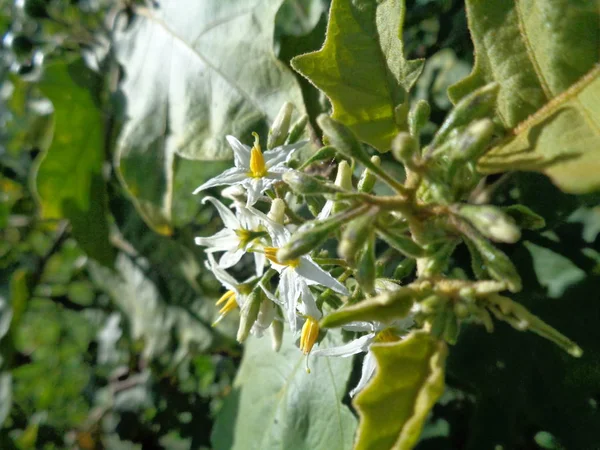 Solanum Torvum Обычно Называемый Покак Баклажаны Цветы Самые Маленькие Баклажаны — стоковое фото
