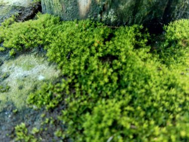 Kayalardaki yosunlar (bryophyte), karakteristik olarak boyutları sınırlıdır ve nemli ortamları tercih ederler.