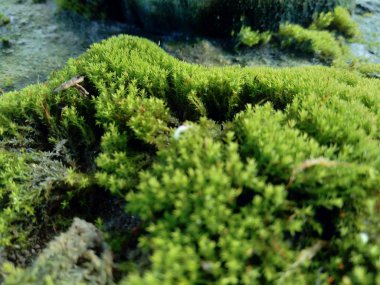 Kayalardaki yosunlar (bryophyte), karakteristik olarak boyutları sınırlıdır ve nemli ortamları tercih ederler.