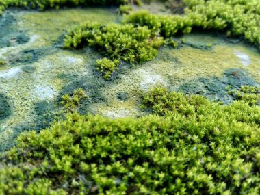 Kayalardaki yosunlar (bryophyte), karakteristik olarak boyutları sınırlıdır ve nemli ortamları tercih ederler.