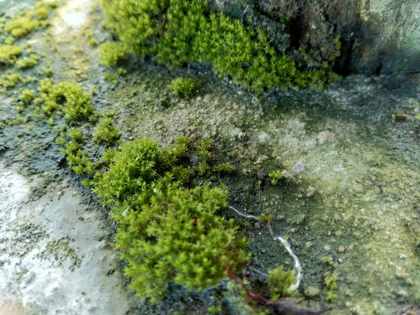 Musgos Briófitos Sobre Rocas Característicamente Limitados Tamaño Prefieren Hábitats Húmedos — Foto de Stock