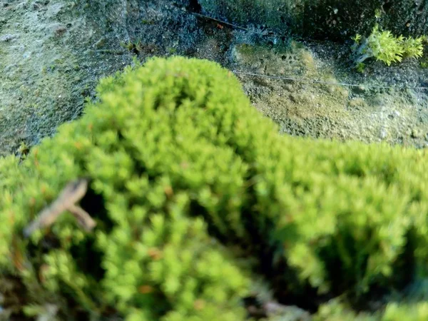 在岩石上的苔藓 其特征是体积小 喜欢潮湿的栖息地 — 图库照片