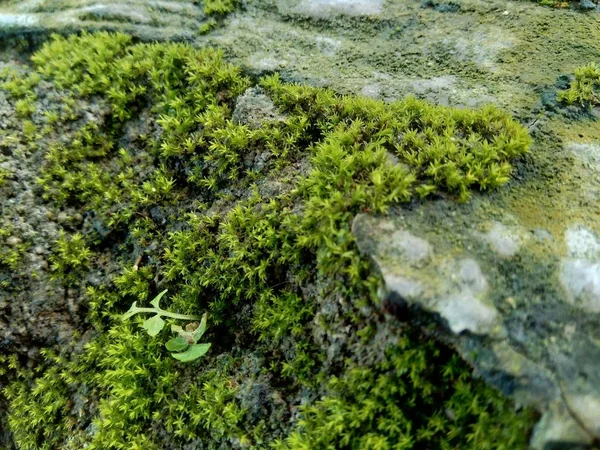 Mousses Bryophytes Sur Les Roches Elles Ont Une Taille Typiquement — Photo