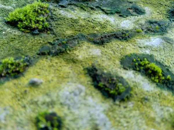 在岩石上的苔藓 其特征是体积小 喜欢潮湿的栖息地 — 图库照片