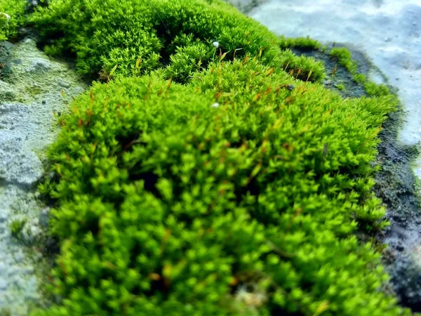 Musgos Briófitos Nas Rochas São Caracteristicamente Limitados Tamanho Preferem Habitats — Fotografia de Stock