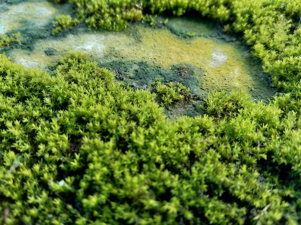 在岩石上的苔藓 其特征是体积小 喜欢潮湿的栖息地 — 图库照片