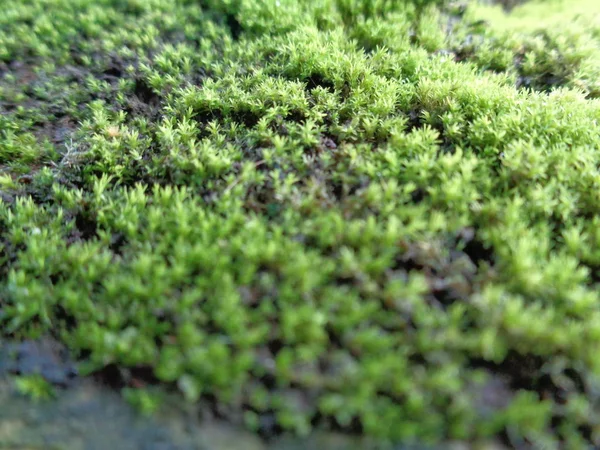 Kayalardaki Yosunlar Bryophyte Karakteristik Olarak Boyutları Sınırlıdır Nemli Ortamları Tercih — Stok fotoğraf