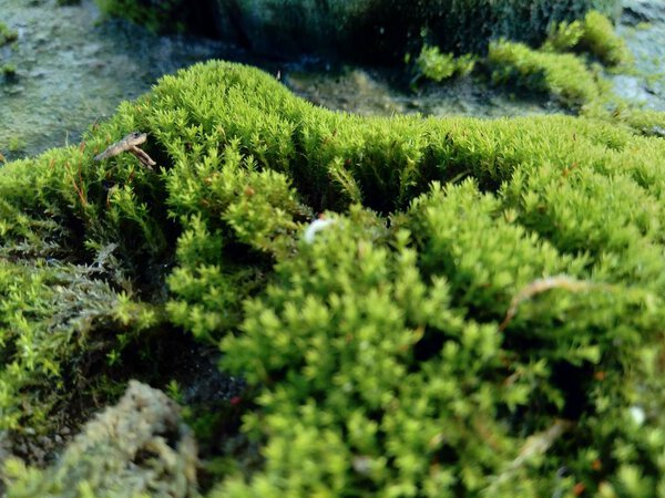 Mosses (bryophyte) on rocks, they are characteristically limited in size and prefer moist habitats