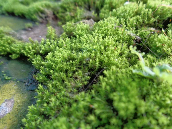 Kayalardaki Yosunlar Bryophyte Karakteristik Olarak Boyutları Sınırlıdır Nemli Ortamları Tercih — Stok fotoğraf