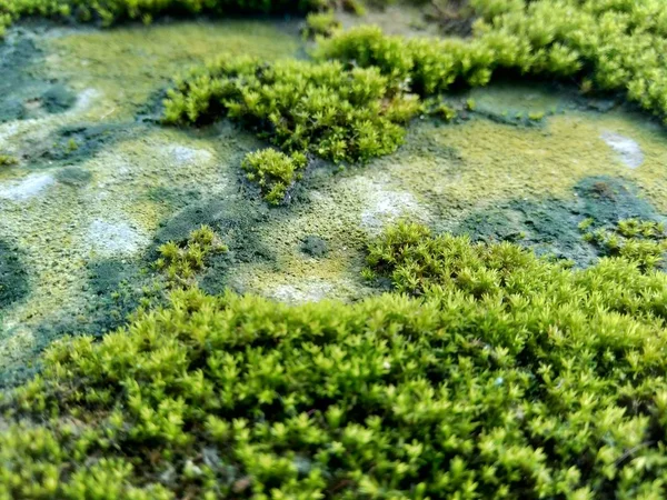 Kayalardaki Yosunlar Bryophyte Karakteristik Olarak Boyutları Sınırlıdır Nemli Ortamları Tercih — Stok fotoğraf