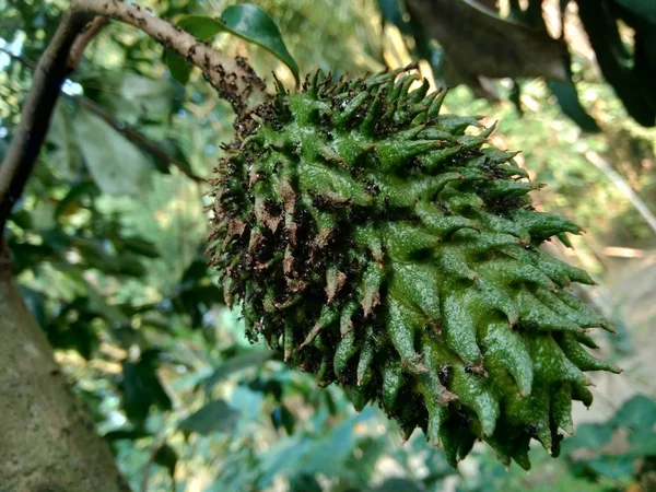 Soursop Annona Muricata Sirsak Durian Belanda Wiszący Drzewie Ogrodzie — Zdjęcie stockowe
