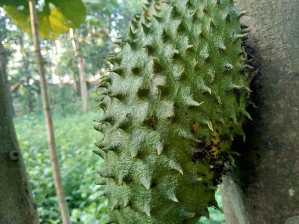Soursop Annona Muricata Sirsak Durian Belanda Visící Stromě Zahradě — Stock fotografie