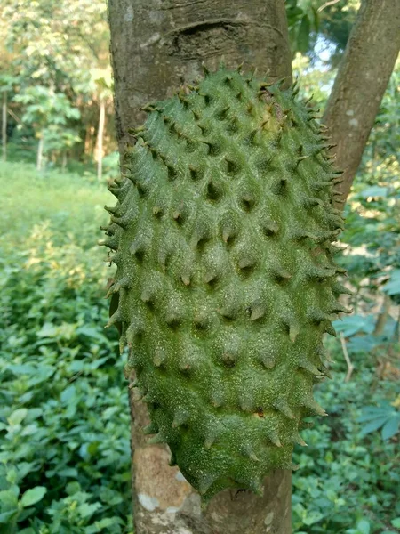Soursop Annona Muricata Sirsak Durian Belanda Wiszący Drzewie Ogrodzie — Zdjęcie stockowe