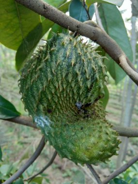 Bahçedeki ağaçta asılı duran kaynak suyu (Annona muricata L. / sirsak / durian belanda)