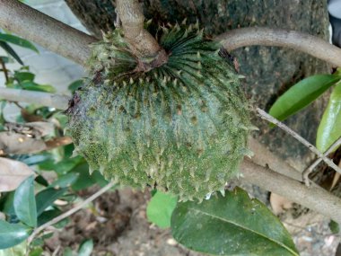 Bahçedeki ağaçta asılı duran kaynak suyu (Annona muricata L. / sirsak / durian belanda)