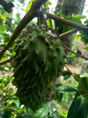 Bahçedeki ağaçta asılı duran kaynak suyu (Annona muricata L. / sirsak / durian belanda)