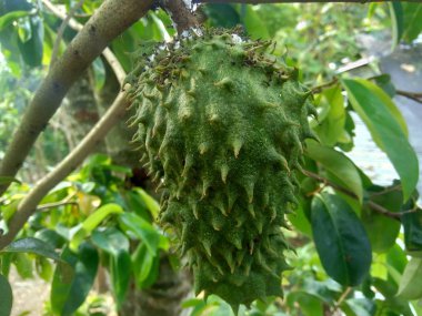 Bahçedeki ağaçta asılı duran kaynak suyu (Annona muricata L. / sirsak / durian belanda)